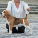 Irinstyle Orange Blossom