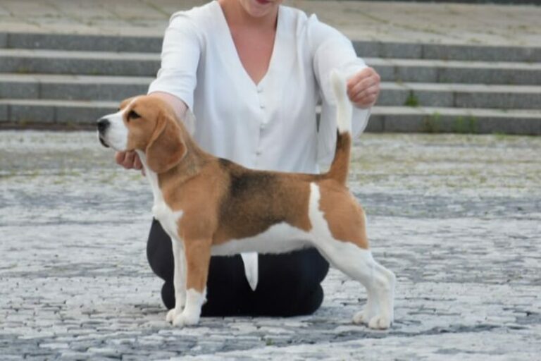 Irinstyle Orange Blossom