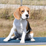 Bory Wood Harry Potter