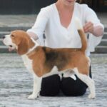 Bory Wood Harry Potter