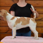 Ixy Bixy vom Brigittenauer Forst