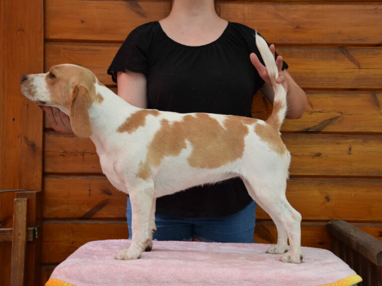 Ixy Bixy vom Brigittenauer Forst