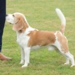 Forest Fairy Sunny Side