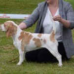 Schneewittchen vom Brigittenauer Forst