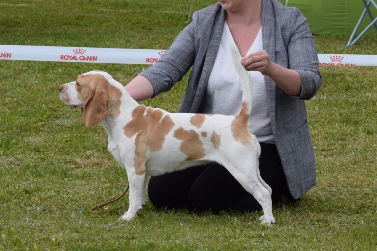 Schneewittchen vom Brigittenauer Forst